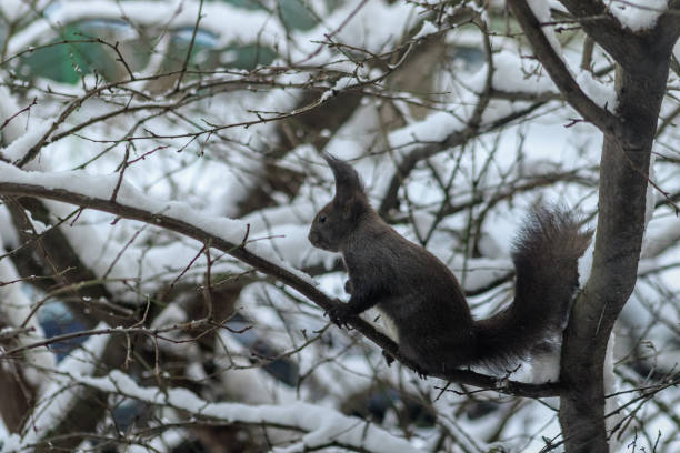 Black squirrel with a white belly among the snow-covered tree branches looking food.
