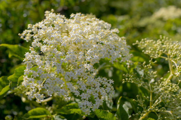 istock Elderberry flower (Sambucus nigra) 1301771177
