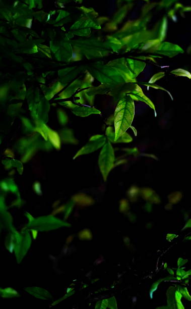 istock Green leaves young beautiful in dark 1301771260