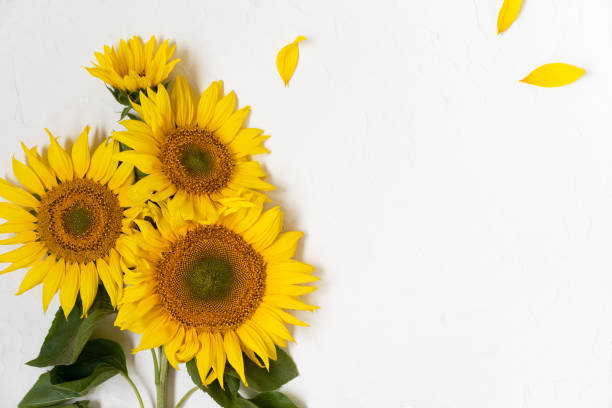 istock Large beautiful yellow sunflowers in white background. 1301771351