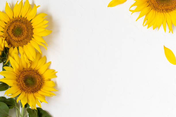 istock Large beautiful yellow sunflowers in white background. 1301771352