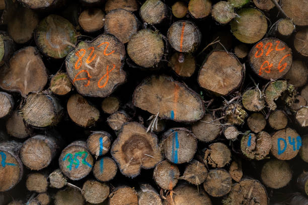 istock Stacked chopped wood for the winter or construction as background 1301771772