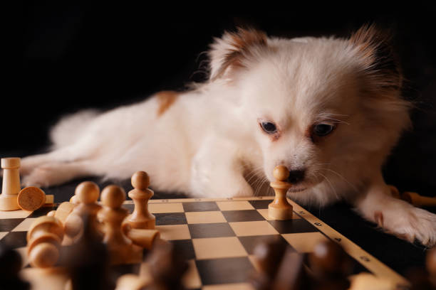 istock Close up of beautiful white spitz sniffs chess piece on chessboard. Cute dog playing chess on black background 1301772395