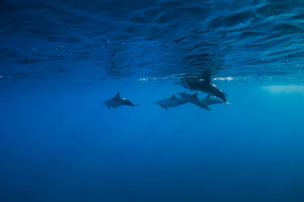 istock Spinner dolphins underwater in blue ocean. Dolphins in Indian ocean 1301772401