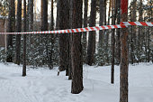 Red and white security tape on trees in the winter forest. Deforestation. Fenced off crime scene ,self-isolation