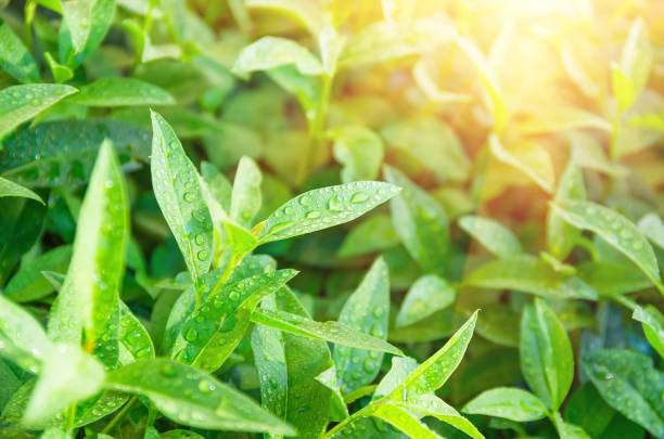 istock Green tea leaves ripening on a bush 1301772991