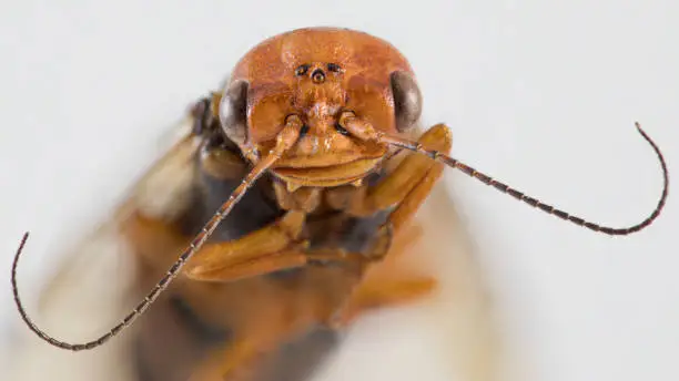 Photo of Orange brown sawfly insect macro portrait