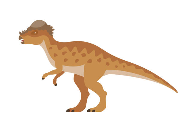 Vector pachycephalosaurus dinosaur Pachycephalosaurus dinosaur. Vector illustration of a prehistoric dinosaur pachycephalosaurus isolated on a white background. Side view, profile. pachycephalosaurus stock illustrations