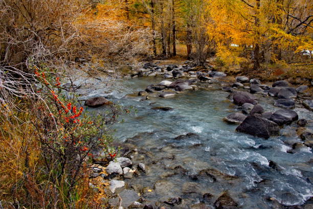 istock Productive banks of mountain rivers 1301777286