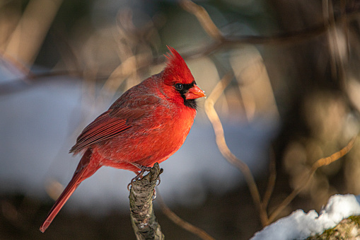 male red cardinal standing on tree branch in snow