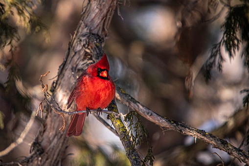 A male red Cardinal in winter in the boreal forest.