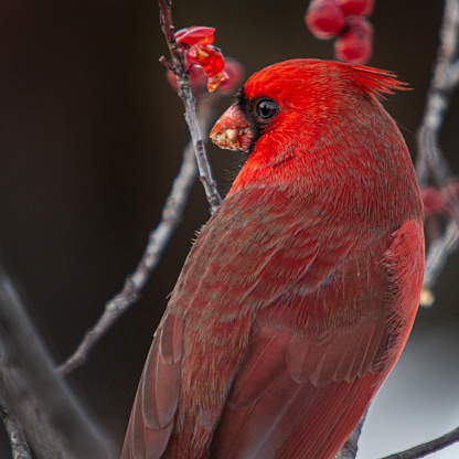 A male red Cardinal in winter in the boreal forest.