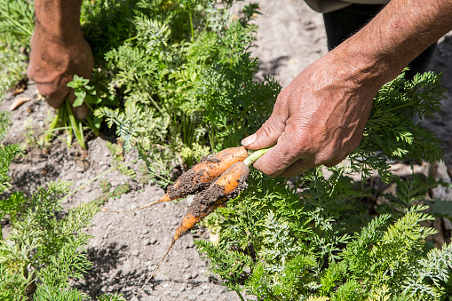 Hands of peasant man harvesting carrots