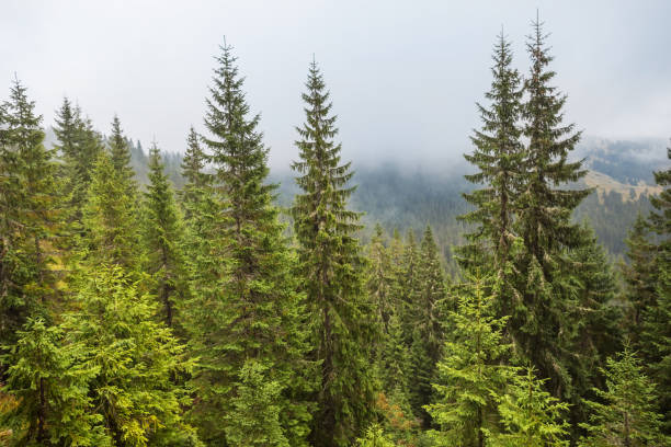 istock green fir tree forest on a mount slope in a mist 1301778502
