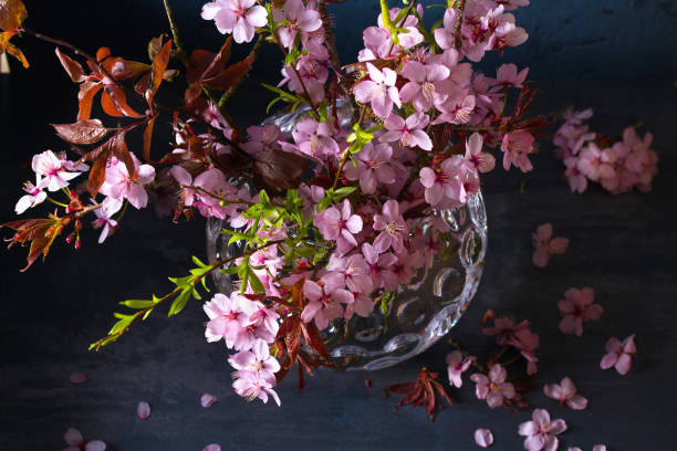 istock Flowering cherry tree branches in vase. Blossoming spring flowers 1301778630