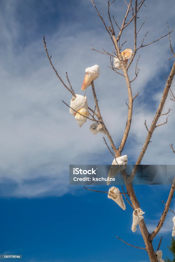 Tree Branch Shell Bare Tree Branches Decorated With Seashells Stock Photo - Download ...
