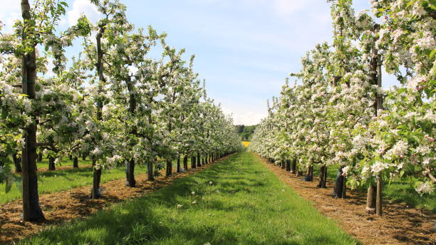 istock the blossom of the apple trees 1301780185