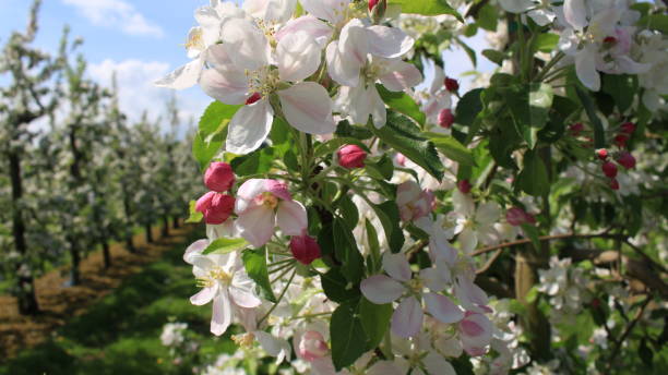 istock the blossom of the apple trees 1301780225