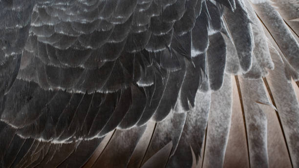 istock black pigeon feathers with visible detail. background 1301780324