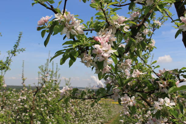 istock the blossom of the apple trees 1301780351