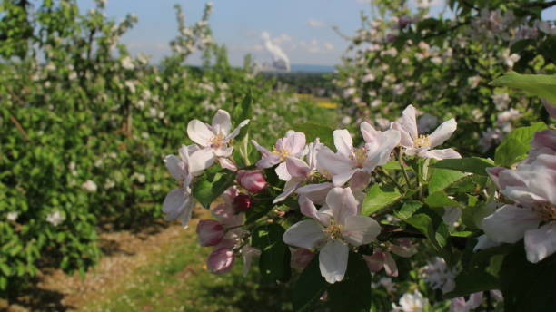 istock the blossom of the apple trees 1301780468