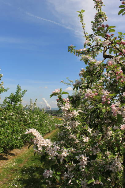 istock the blossom of the apple trees 1301780476