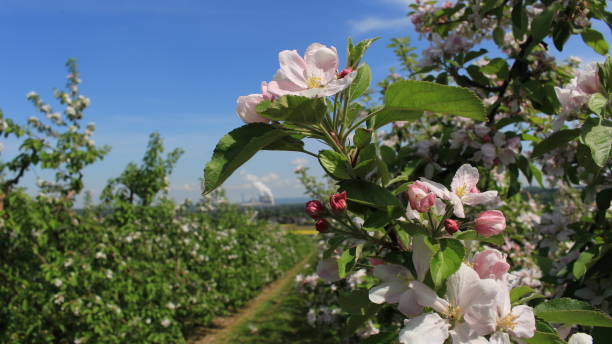 istock the blossom of the apple trees 1301780481