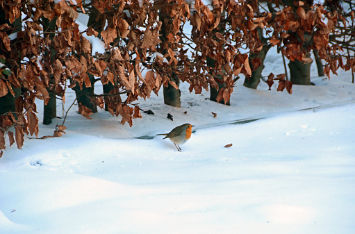 Winter cold day: single european robin standing in the snow in front of a beech hedge.
