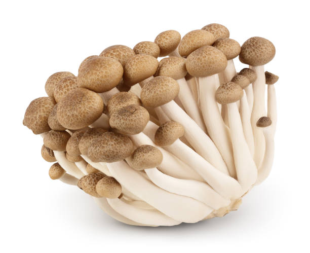 istock Brown beech mushrooms or Shimeji mushroom isolated on white background with clipping path and full depth of field. 1301781310