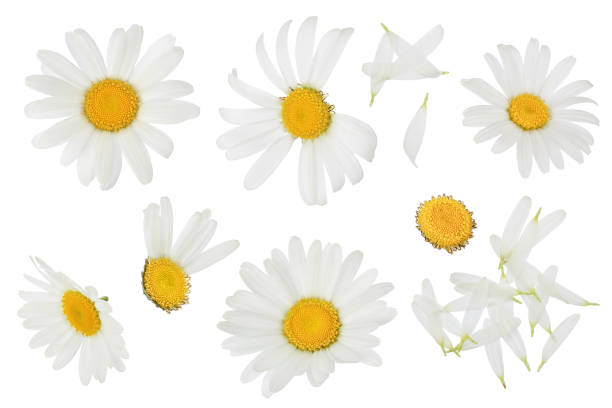 istock chamomile or daisies isolated on white background with clipping path and full depth of field. Set or collection. 1301781756