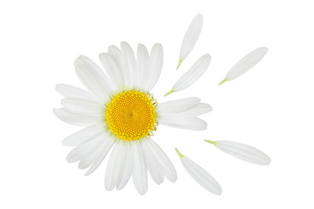 chamomile or daisies isolated on white background with clipping path. Set or collection