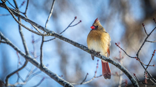 Female red cardinal, (Cardinalis cardinalis), cardinal bird female. A female red Cardinal in winter in the boreal forest. female cardinal bird stock pictures, royalty-free photos & images