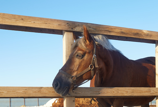 Horse looks through a wooden fence of a levada - an image with selective focus. A brown mare with a light mane walks in winter. Equestrian theme.