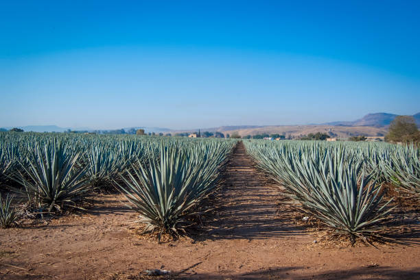 Agave Tequila landscape Agave Tequila landscape, Mexico. blue agave photos stock pictures, royalty-free photos & images