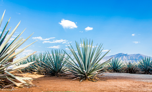 Agave Tequila landscape