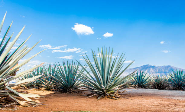 Agave Tequila landscape Landscape of planting of agave plants to produce tequila agave plant photos stock pictures, royalty-free photos & images
