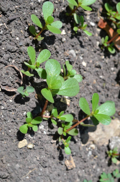 istock A new growing purslane plants garden 1301784962