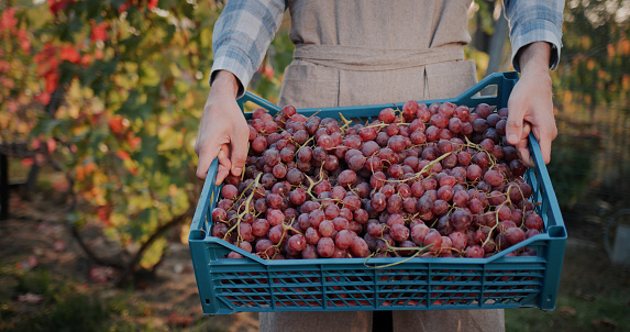 Farmer holds a box of ripe grapes, stands against the backdrop of a vine.