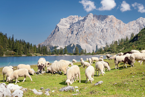 Sheep grazing at the famous Seebensee with Mountain Zugspitze in back, Austria. Nikon D850. Converted from RAW.