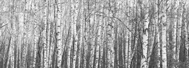 istock Young birches with black and white birch bark in winter 1301787316