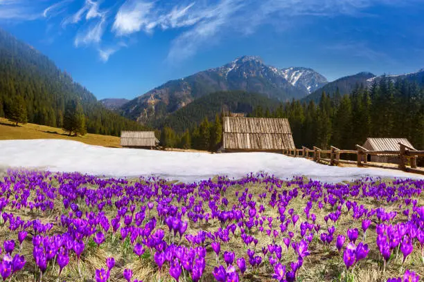 The Khokholovska Chochołowska valley in the Tatras near Zakopane is famous for its crocus saffron flowers that bloom among the snows under the rocky alpine peaks