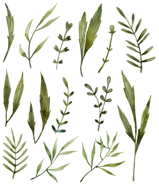 istock Collection of watercolor green leaves and twigs 1301787410