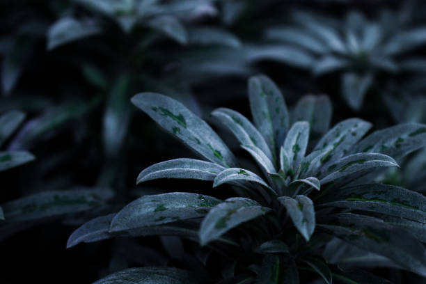 istock Small frozen plant in winter 1301787542