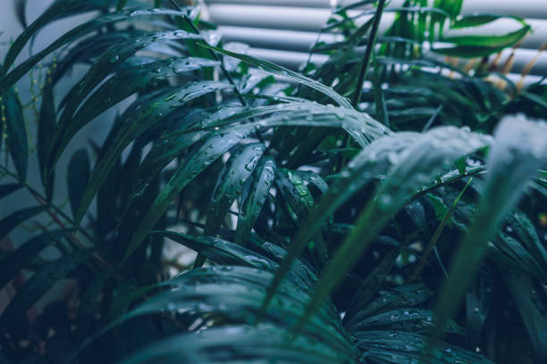 hojas de chamaedoreas perennes cubiertas de gotas de agua y jalousie blanco en el fondo - water rainforest frond tropical climate fotografías e imágenes de stock