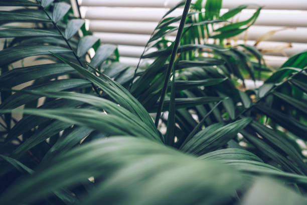 istock view from above on growing Chamaedorea plant with white jalousie on window on background 1301787724