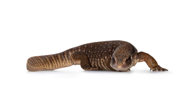 istock Savannah Monitor lizard on white background 1301789339