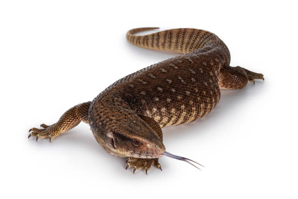 Savannah Monitor lizard on white background
