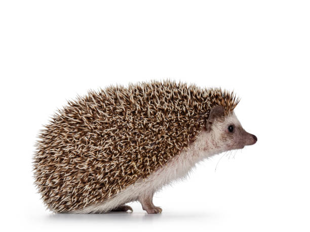 istock Four toed hedgehog on white background 1301789484