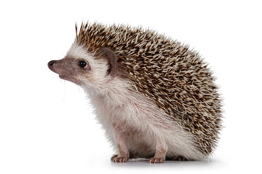 Adult male Four toed Hedgehog aka Atelerix albiventris. Sitting side ways, looking curiously up. Isolated on a white background.