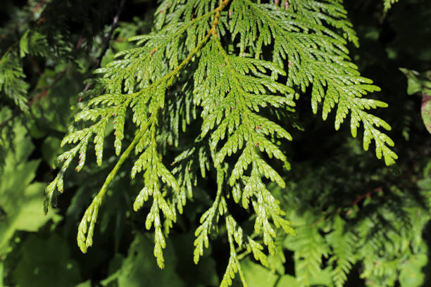istock Closeup of a branch on a cedar tree 1301790724